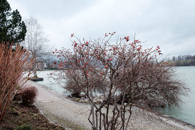 Cherry blossom tree against sky during winter