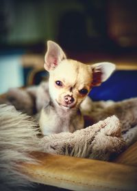 Close-up portrait of a dog at home