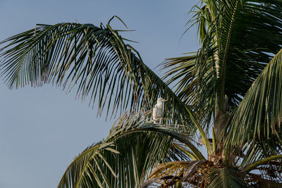 Low angle view of palm trees against sky