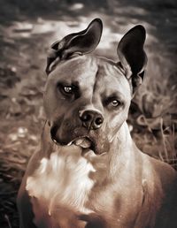 Close-up portrait of dog