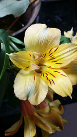 Close-up of day lily blooming outdoors