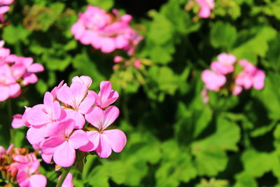Close-up of pink flowering plants