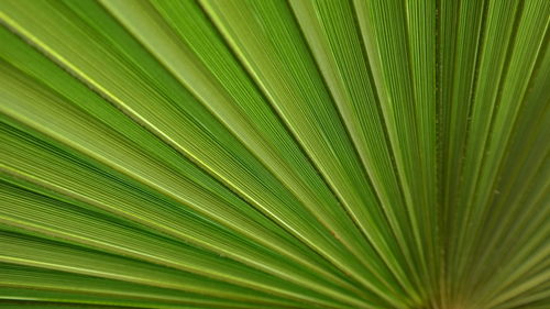 Full frame shot of palm tree leaves