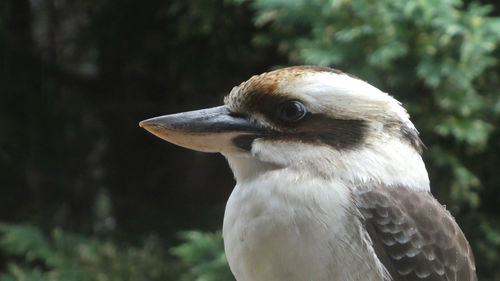 Close-up of a bird looking away