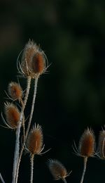 Close-up of dried thistle