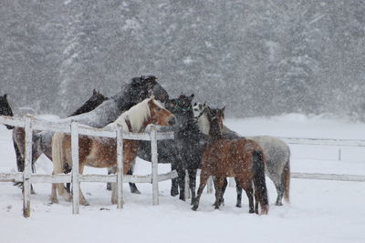 Panoramic view of horses during winter