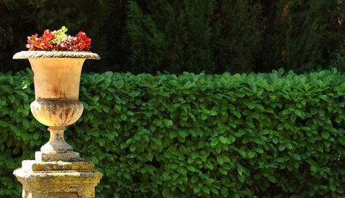 Close-up of potted plant against plants in yard