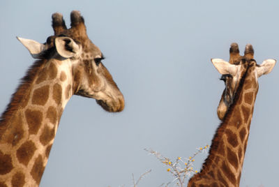 Low angle view of giraffe against clear sky