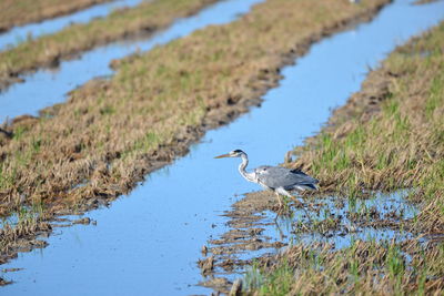 Gray heron in lake