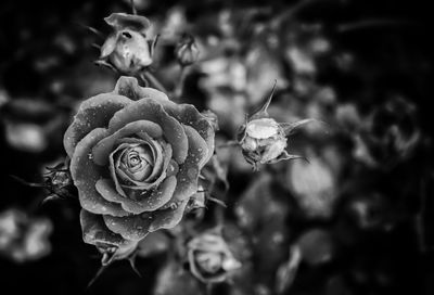 Close-up of rose plant