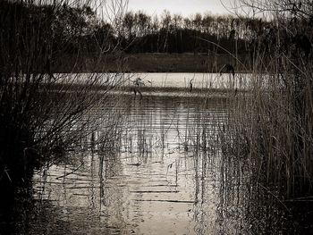 Trees in water