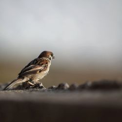 Close-up of bird perching on rock