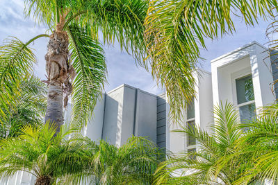 Low angle view of palm tree by house against sky