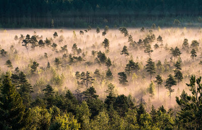 Panoramic view of trees in forest