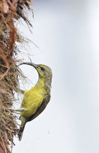 Low angle view of bird perching on tree