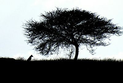 Silhouette tree on field against sky