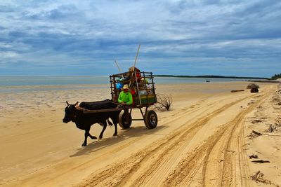 Man riding horse cart on sand against sky