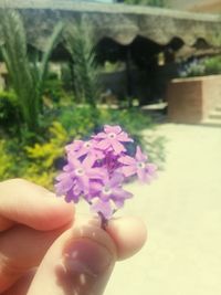 Close-up of hand holding flowers