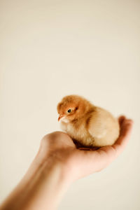 Woman holding chickens in her hands