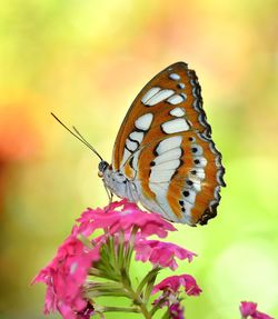 Close-up of butterfly pollinating on flower