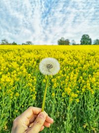 Close-up of person hand holding yellow dandelion flower