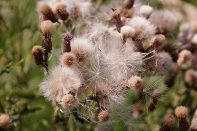 Close-up of flowers against blurred background