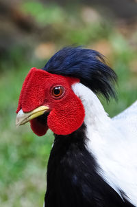 Close-up of silver pheasant