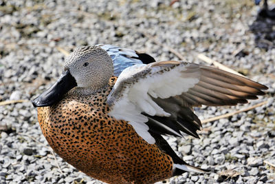 Red shoveler close up