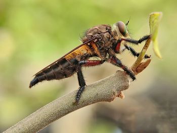 Close-up of insect on plant