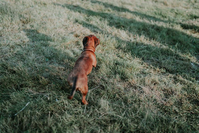 High angle view of dog running on field