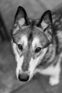 Close-up portrait of dog