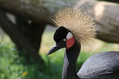 Close-up of a bird