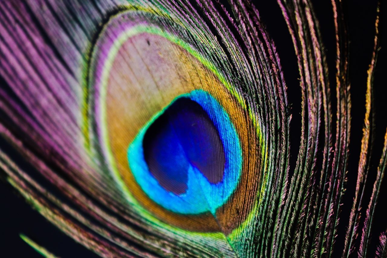 MACRO SHOT OF PEACOCK