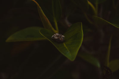 Close-up of insect on plant