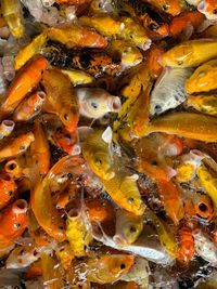 High angle view of fish in water