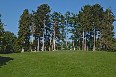 Trees on field against sky