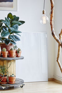 Potted plant on table at home