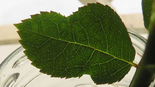 Close-up of fresh green leaf