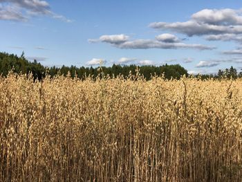 View of wheat field against sky