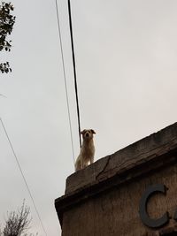 Low angle view of an animal on roof