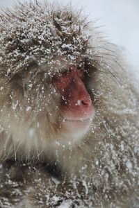 Close-up of monkey on snow