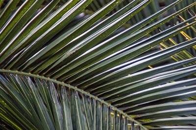 Close-up of palm tree