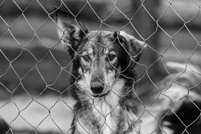 Portrait of dog seen through chainlink fence