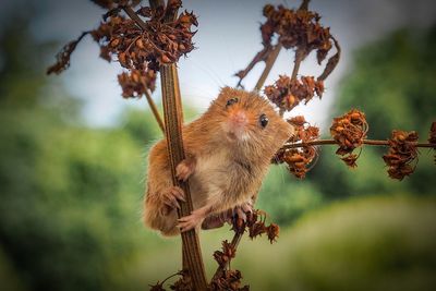 Close-up of squirrel on tree