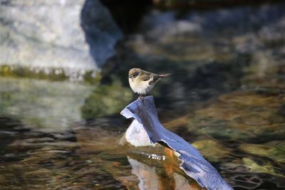 Close-up of bird perching on water