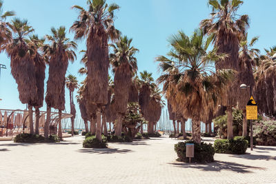 Panoramic shot of palm trees on beach against clear sky