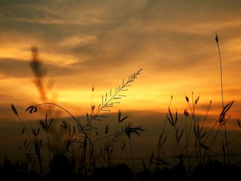 Close-up of silhouette plants against sky during sunset