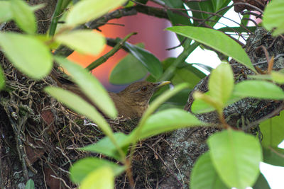 View of bird perching on plant