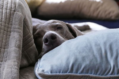 Close-up of dog resting on sofa at home