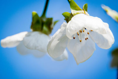 Close-up of white flowers against blue sky